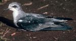 Cook's Petrel - Bird Species | Frinvelis jishebi | ფრინველის ჯიშები