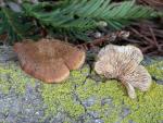 Lentinellus ursinus - fungi species list A Z