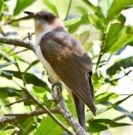 Black-billed Cuckoo - Bird Species | Frinvelis jishebi | ფრინველის ჯიშები