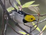 Hermit Warbler - Bird Species | Frinvelis jishebi | ფრინველის ჯიშები