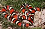 Lampropeltis zonata zonata - St. Helena Mountain Kingsnake | Snake Species