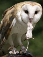 Barn Owl - Bird Species | Frinvelis jishebi | ფრინველის ჯიშები