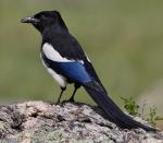 Black-billed Magpie - Bird Species | Frinvelis jishebi | ფრინველის ჯიშები