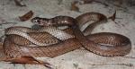 Coluber flagellum flagellum - Eastern Coachwhip - snake species list a - z | gveli | გველი 