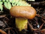 Suillus ponderosus - Fungi Species