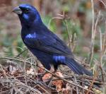 Blue Bunting - Bird Species | Frinvelis jishebi | ფრინველის ჯიშები