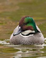 Falcated Duck - Bird Species | Frinvelis jishebi | ფრინველის ჯიშები