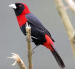 Crimson-collared Grosbeak - Bird Species | Frinvelis jishebi | ფრინველის ჯიშები