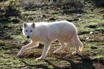 The Alaskan Tundra Wolf - wolf species | mglis jishebi | მგლის ჯიშები