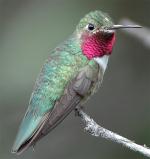 Broad-tailed Hummingbird - Bird Species | Frinvelis jishebi | ფრინველის ჯიშები