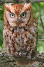 Eastern Screech-Owl - Bird Species | Frinvelis jishebi | ფრინველის ჯიშები