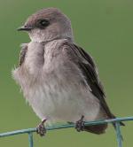 Northern Rough-winged Swallow - Bird Species | Frinvelis jishebi | ფრინველის ჯიშები