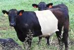 BueLingo - COW BREEDS | DZROXIS JISHEBI | ძროხის ჯიშები