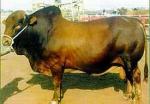 Afrikaner - COW BREEDS | DZROXIS JISHEBI | ძროხის ჯიშები