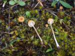 Rickenella fibula - Mushroom Species
