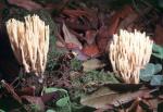 Ramaria stricta - fungi species list A Z