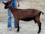 Chamois Colored Goat - Goats Breeds | txis jishebi | თხის ჯიშები