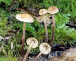 Garlic mushroom: Marasmius copelandii - Fungi Species