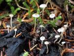 Collybia cirrhata - fungi species list A Z