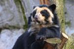 Spectacled Bear - bears species | datvis jishebi | დათვის ჯიშები