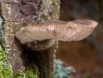 Pluteus atromarginatus - Fungi Species