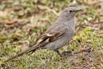 Townsend's Solitaire - Bird Species | Frinvelis jishebi | ფრინველის ჯიშები