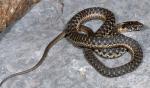 Thamnophis couchii - Sierra Gartersnake | Snake Species