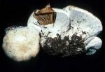 Cortinarius magnivelatus - Fungi Species