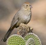 Canyon Towhee - Bird Species | Frinvelis jishebi | ფრინველის ჯიშები