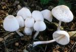 Lepiota cepaestipes: Leucocoprinus cepaestipes - Fungi Species