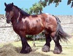Ardennes | Horse | Horse Breeds