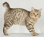 American Bobtail - cat Breeds list | კატის ჯიშები | katis jishebi