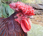 Redcap - chicken breeds List | qatmis jishebi | ქათმის ჯიშები