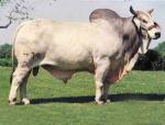 Brahman - COW BREEDS | DZROXIS JISHEBI | ძროხის ჯიშები