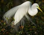 Great Egret - Bird Species | Frinvelis jishebi | ფრინველის ჯიშები