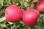 Pink Lady  brand Cripps Pink Variety - Apple Varieties | vashlis jishebi | ვაშლის ჯიშები