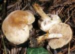 Hebeloma mesophaeum - Fungi Species