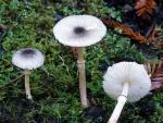 Lepiota atrodisca - Fungi Species