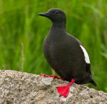 Black Guillemot - Bird Species | Frinvelis jishebi | ფრინველის ჯიშები