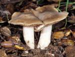 Entoloma nidorosum - fungi species list A Z
