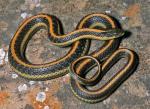 Thamnophis atratus zaxanthus - Diablo Range Gartersnake - snake species list a - z | gveli | გველი 