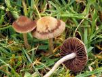 Haymaker's mushroom: Panaeolus foenisecii - fungi species list A Z