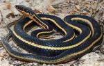 Coluber lateralis euryxanthus - Alameda Striped Racer | Snake Species