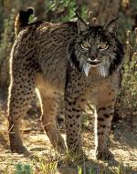 Iberian Lynx - wild cats - lynx | ფოცხვერი | focxveri 