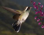 White-eared Hummingbird - Bird Species | Frinvelis jishebi | ფრინველის ჯიშები