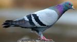 Rock Pigeon - Bird Species | Frinvelis jishebi | ფრინველის ჯიშები