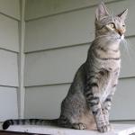 American Keuda | კატა | კატები | კატის ჯიშები