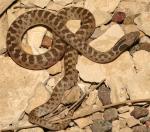 Hypsiglena (torquata) jani - Texas Nightsnake | Snake Species