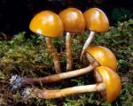 Galerina autumnalis - Fungi Species