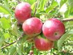 Royal Empire - Apple Varieties | vashlis jishebi | ვაშლის ჯიშები